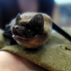 Netopýří návštěva v naší školce