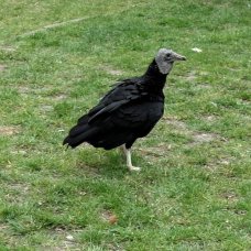 Den s dravci v naší školce