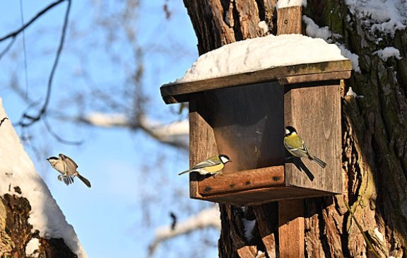 Sovičky - Zob, zob ptáčku!