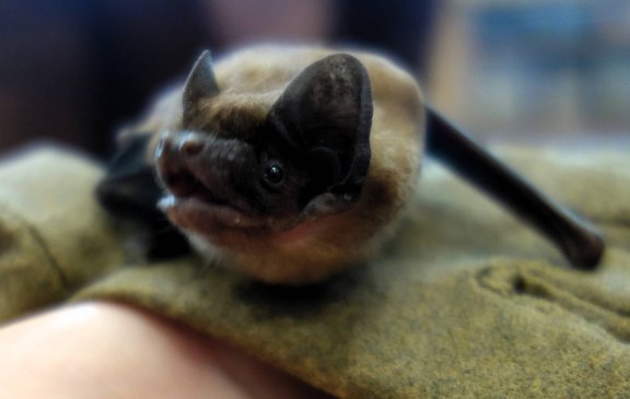 Netopýří návštěva v naší školce