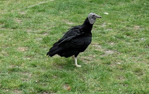 Den s dravci v naší školce