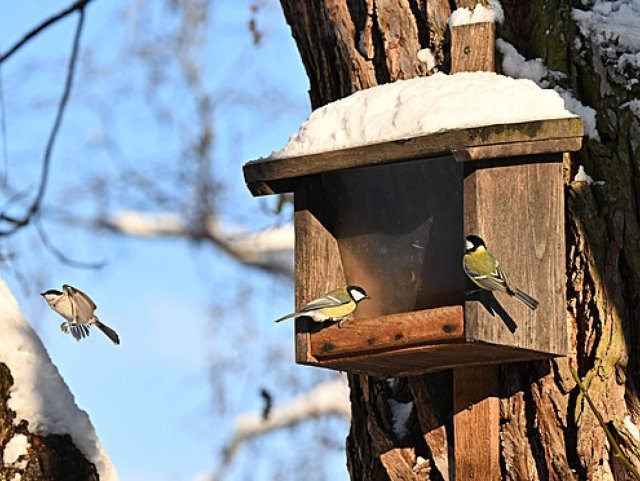 Sovičky - Zob, zob ptáčku!