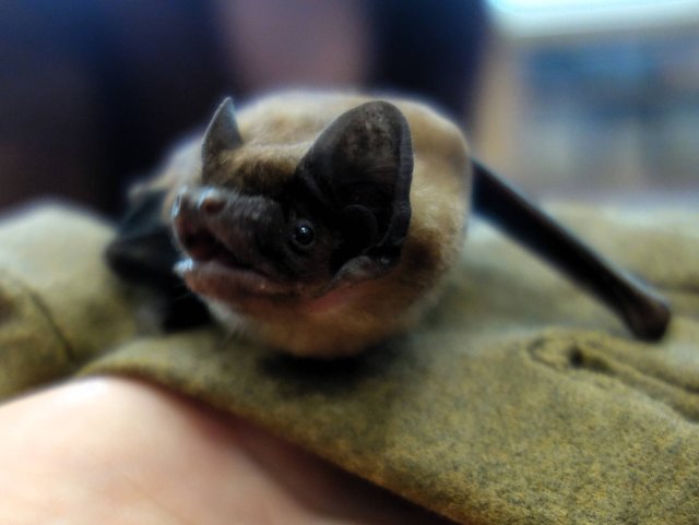 Netopýří návštěva v naší školce