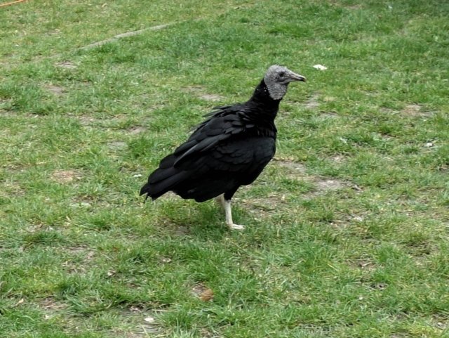 Den s dravci v naší školce